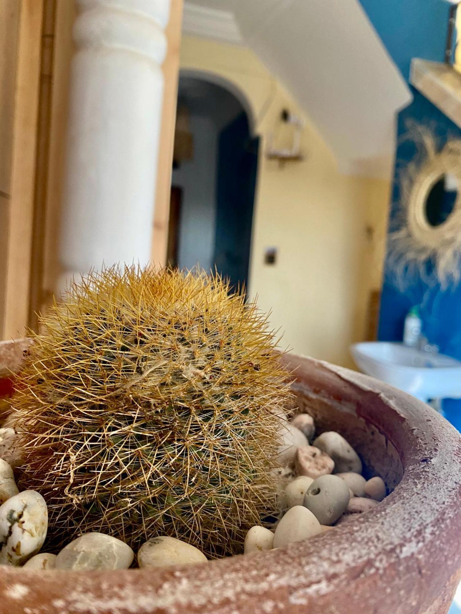 Mamo Surf Morocco Hostel Tamraght Bagian luar foto